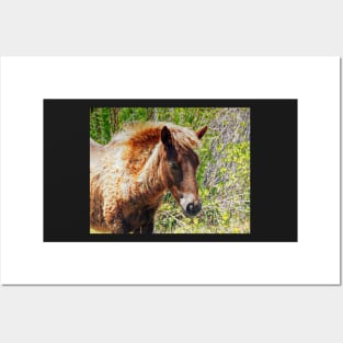 Portrait of an Assateague Pony Foal Posters and Art